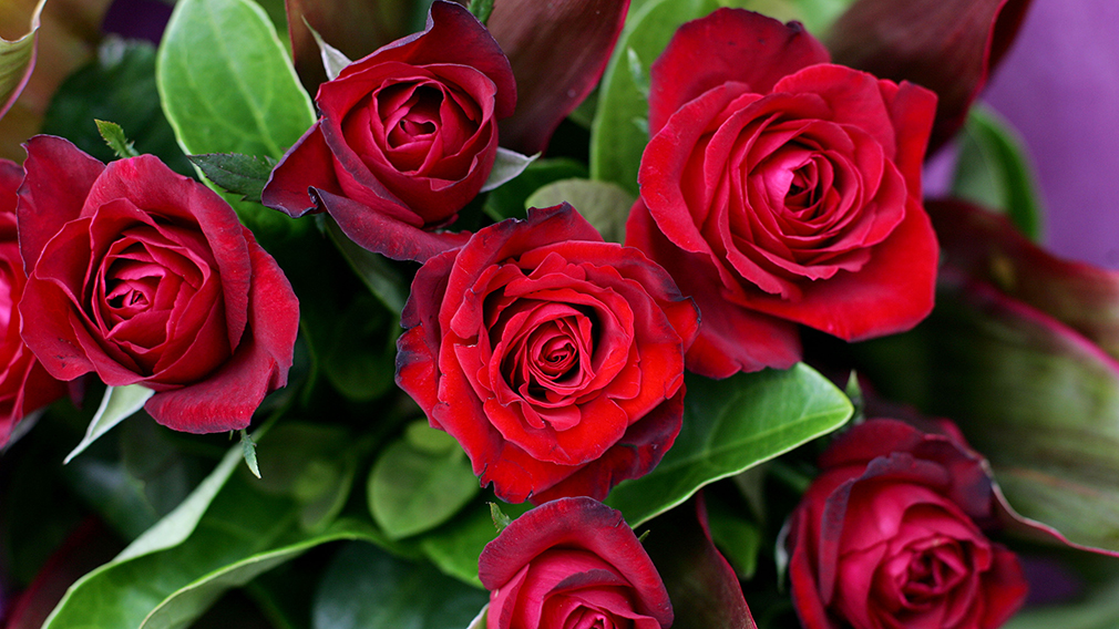 Ikja e të rinjve zbeh Shën Valentinin, lule po dhurojnë emigrantët; Bien prenotimet në restorante