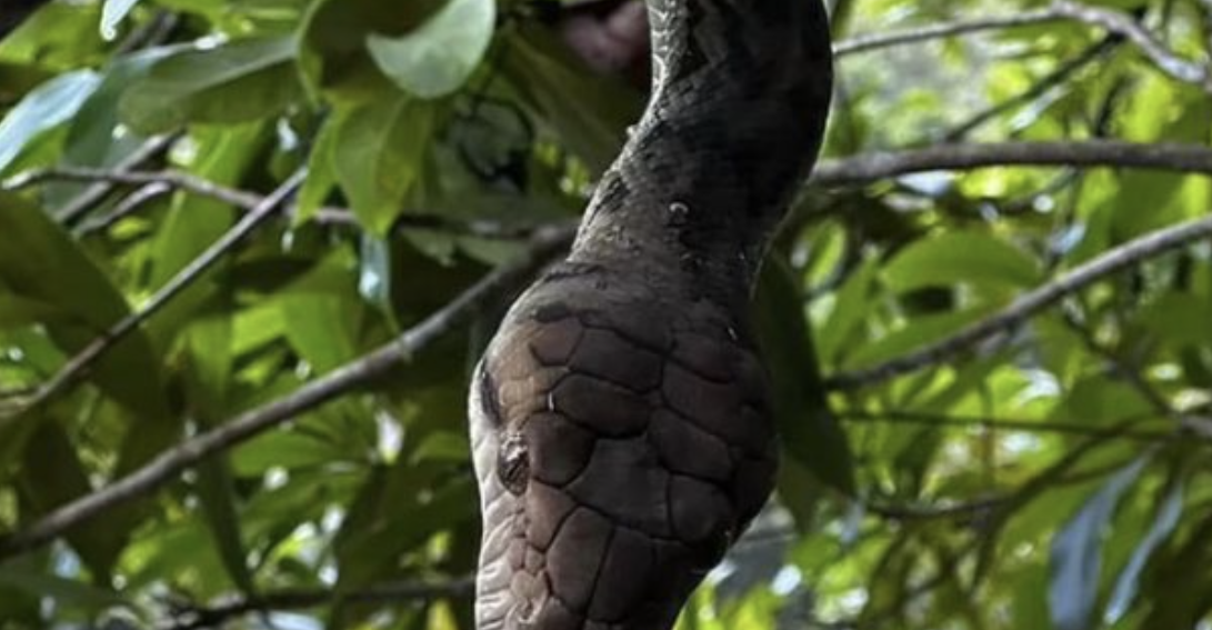 VIDEO/ Donte ta filmonte, alpinisti kafshohet nga pitoni i egër në pyll