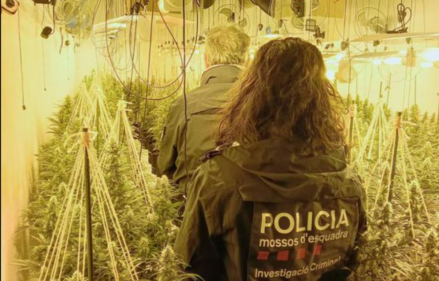 Goditet banda e drogës në Spanjë, 20 të arrestuar, mes tyre edhe shqiptarë