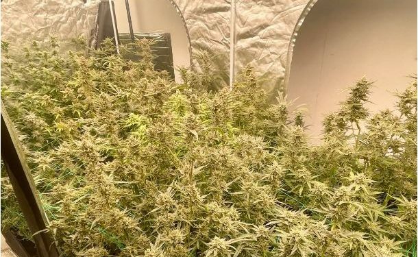 U kap duke u kujdesur për një fermë kanabisi, arrestohet 20-vjeçari shqiptar