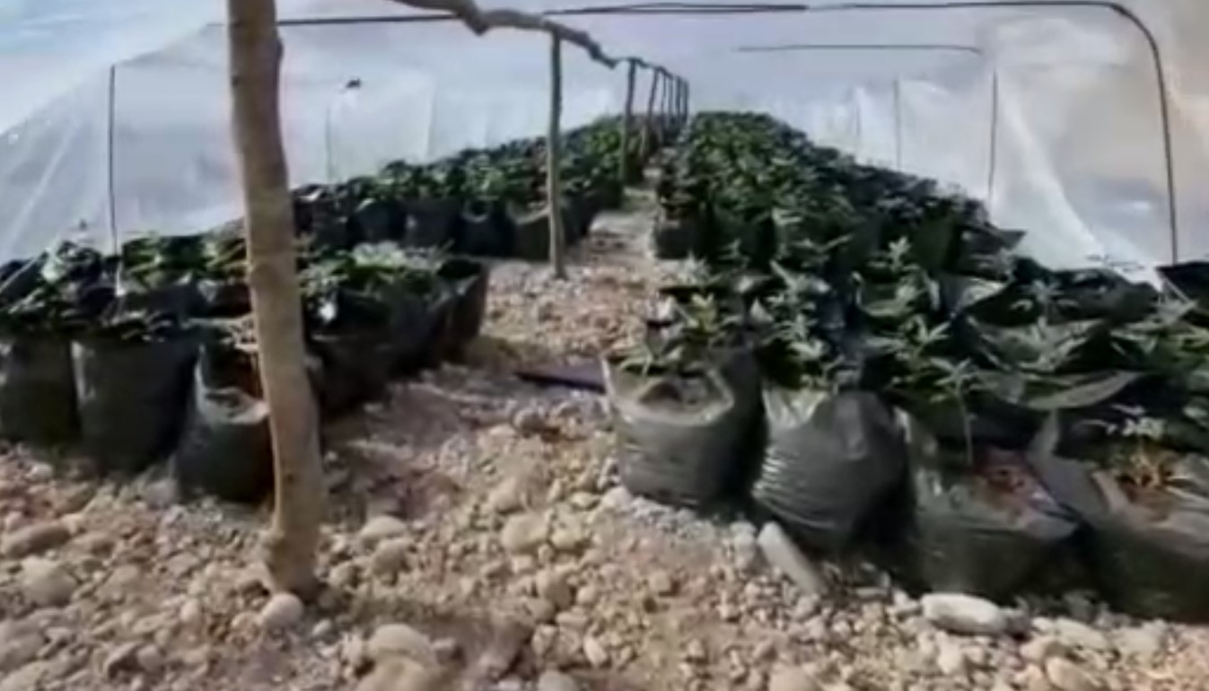 Zbulohen 27 sera me kanabis, një në pranga