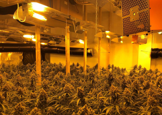 Adoleshenti shqiptar kapet duke u kujdesur për 500 bimë kanabisi (Emri)