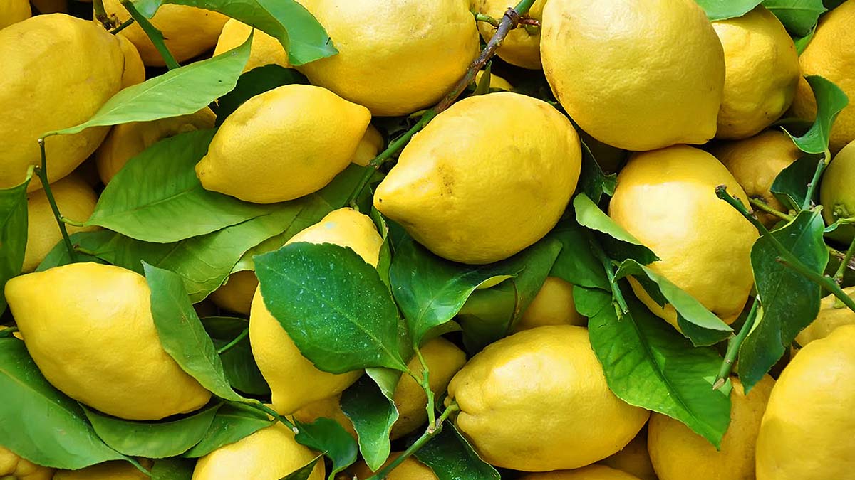 Nuk duhet të mungojë kurrë limoni në frigoriferin tuaj, ja pse