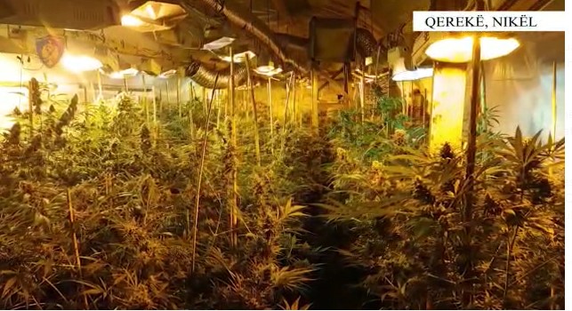 VIDEO/ Policia e Durrësit zbulon një “shtëpi bari”, arrestohen dy vëllezërit nga Kruja