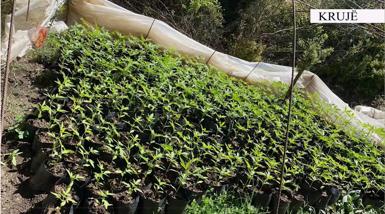 Asgjesohen 520 fidanë kanabisi gati për t’u mbjellë në Krujë (VIDEO)