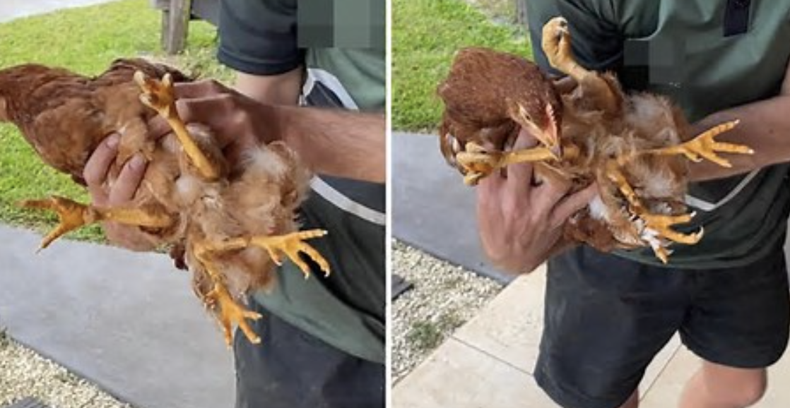 Pula me 4 këmbë që po “çmend” rrjetin (FOTO LAJM)