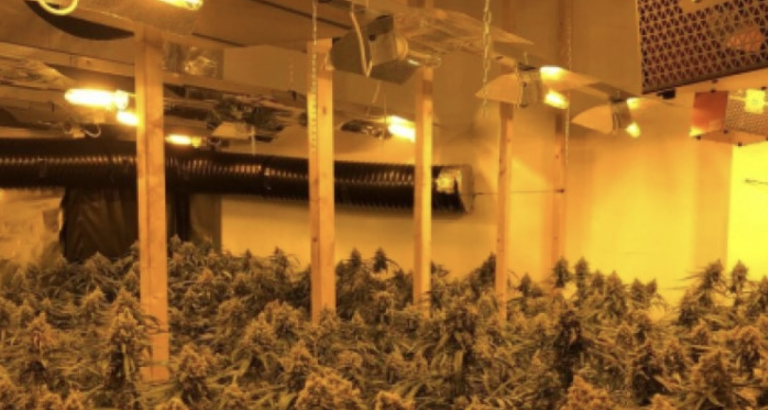 Shkatërrohet plantacioni me drogë në Spanjë, arrestohen 4 shqiptarë