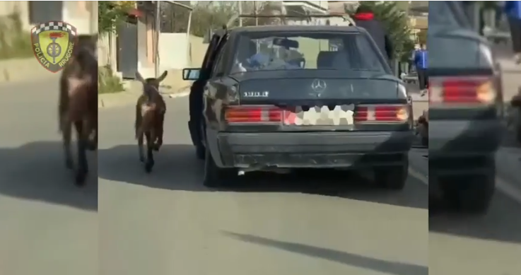 Tërhoqi me makinë kafshën duke e lidhur, nis hetimi ndaj 58-vjeçarit