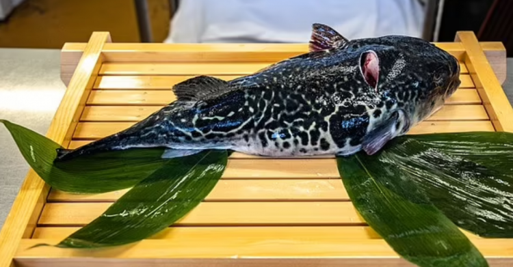 Kishin ngrënë peshk helmues, burrë e grua ndërrojnë jetë njëri pas tjetrit