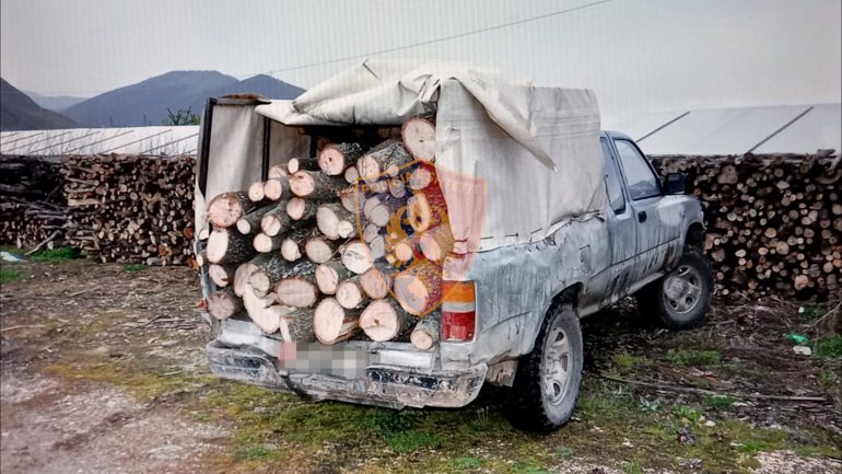 U kapën duke prerë dru në një zonë të mbrojtur, dy të arrestuar