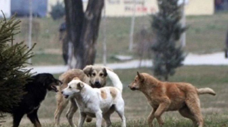 Një 8-vjeçar sulmohet për vdekje nga qeni në Maqedoninë e Veriut