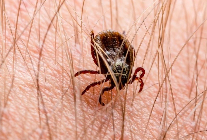 Virusi i ri i rrezikshëm gjendet për herë të parë në Angli, zbuloni simptomat