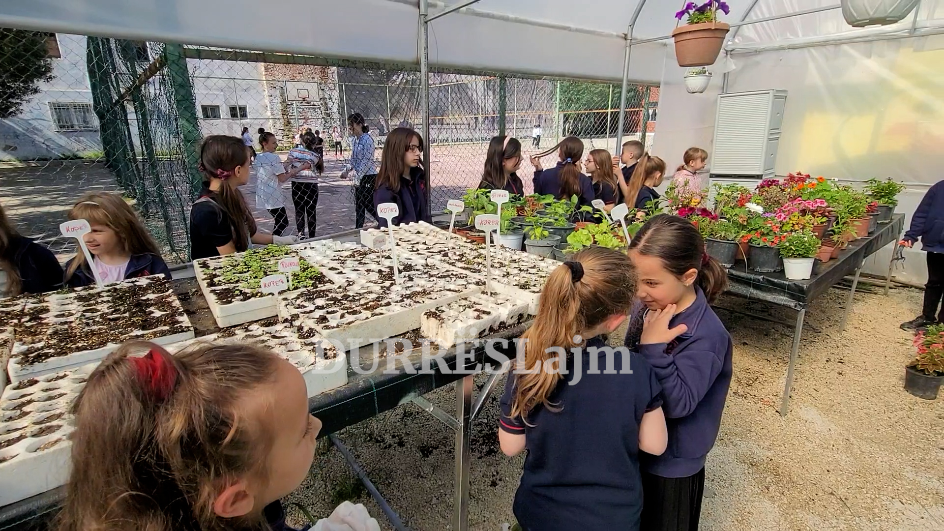 Lule e perime të mbjella nga vetë nxënësit, &#8220;Jusuf Puka&#8221;, shkolla për t&#8217;u marrë shembull në Durrës (VIDEO)