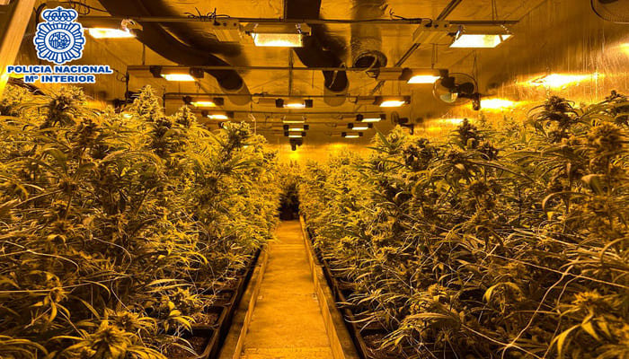 Çmontohet plantacioni i drogës në Spanjë. 10 të arrestuar, mes tyre 7 shqiptarë dhe 3 serbë