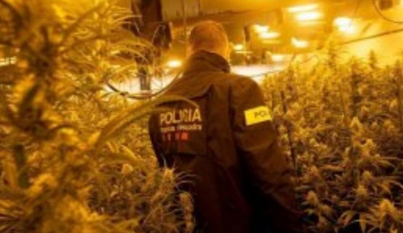 Spanjolli vret shqiptarin për 5 euro brenda një plantacioni kanabisi