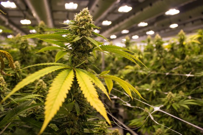 U kap në “shtëpi bari”, përfundon në pranga 40-vjeçari shqiptar