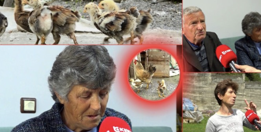 Rrahu barbarisht nusen e xhaxhait dhe u zhvesh para saj për dy zogj pule