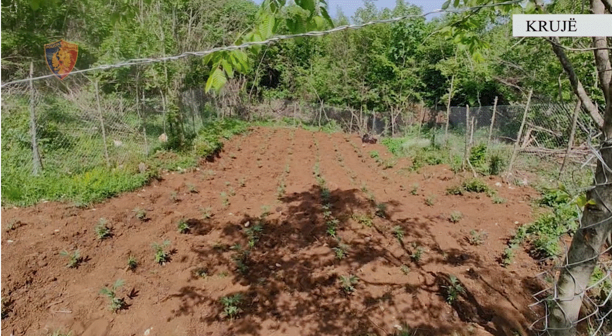 Zbulohen 5 ambiente ku kultivoheshin bimë narkotike në Krujë, në kërkim autorët (VIDEO)