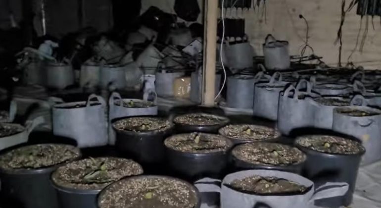 Punonin si “kopshtarë” kanabisi në Britani, 4 të rinjtë shqiptarë përfundojnë në pranga