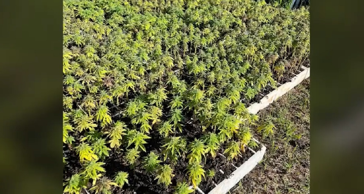 “Alpe të pastra”/ Asgjësohen 26.600 fidanë kanabisi, në kërkim kultivuesi