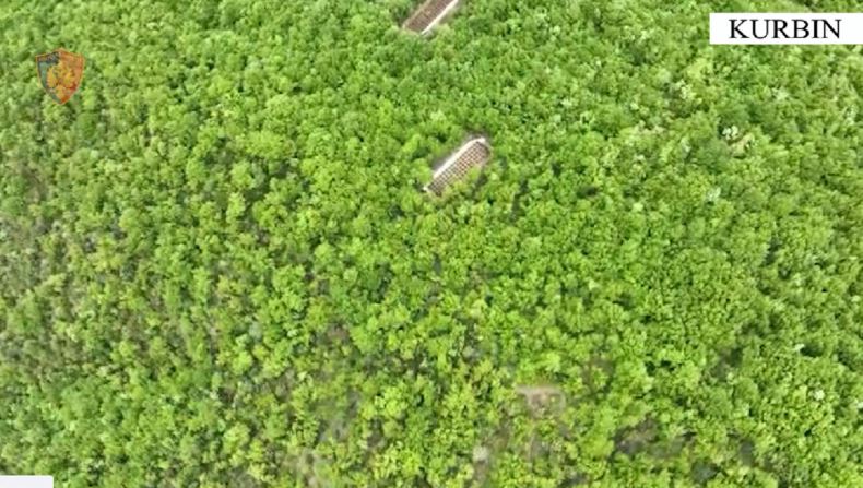 Droni gjurmon kanabisin! Vihet në pranga 28-vjeçari, në hetim kryetari i fshatit Gallatë