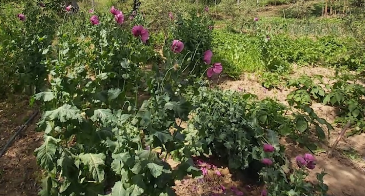 Kultivoi opium në Vlorë, arrestohet 54-vjeçari