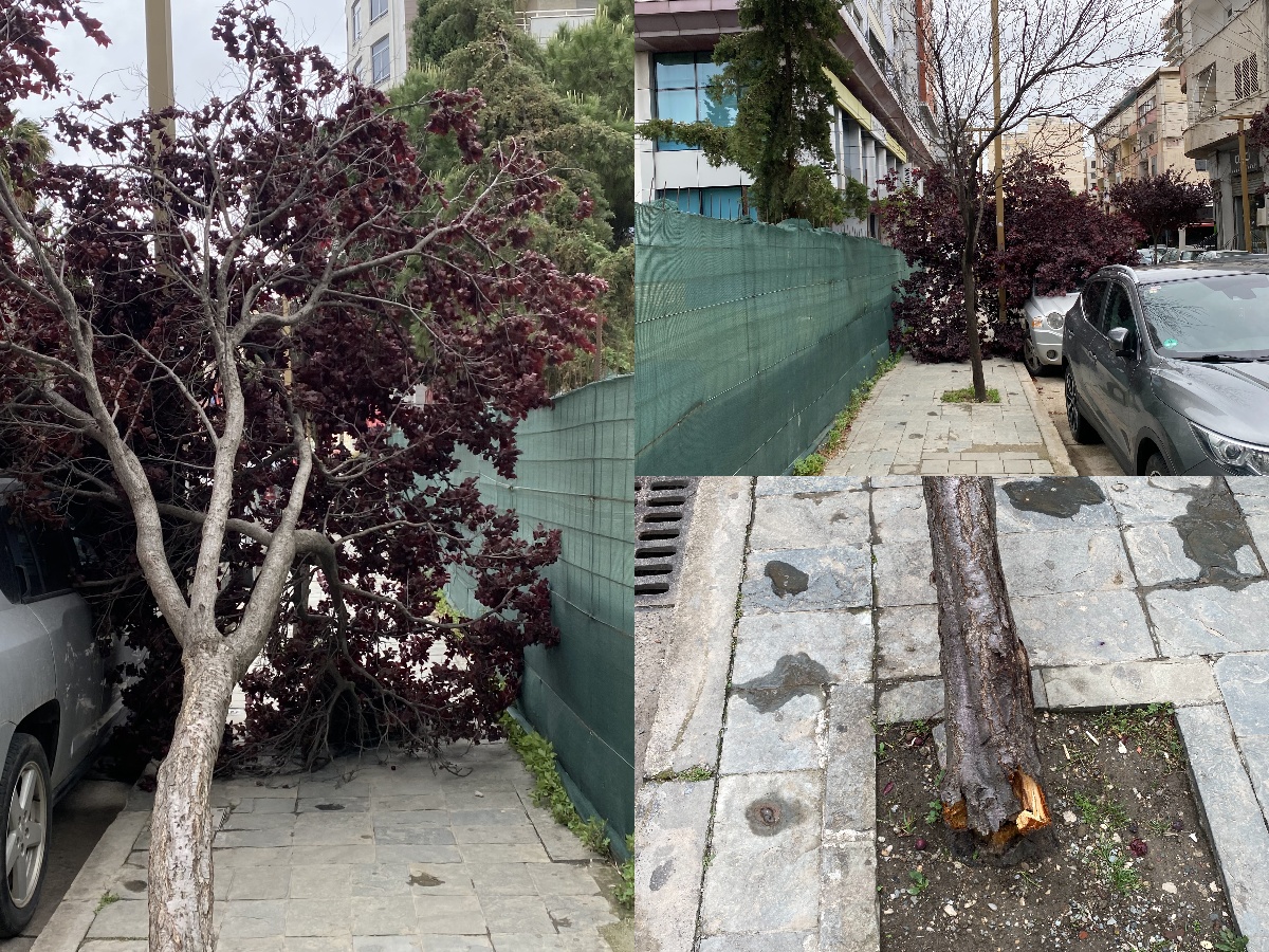 Era e fortë shkul dhe rrëzon pemën në qendër të Durrësit (VIDEO)
