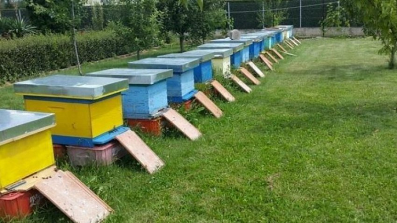 Vodhi 6 koshere me bletë, identifikohet dhe vihet në pranga 50-vjeçari