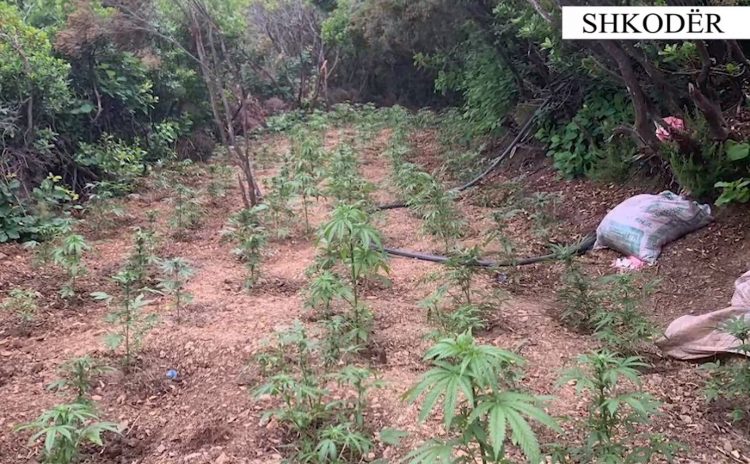 Asgjësohen 1437 fidanë kanabis/ Në pranga 2 persona, në kërkim dy të tjerë
