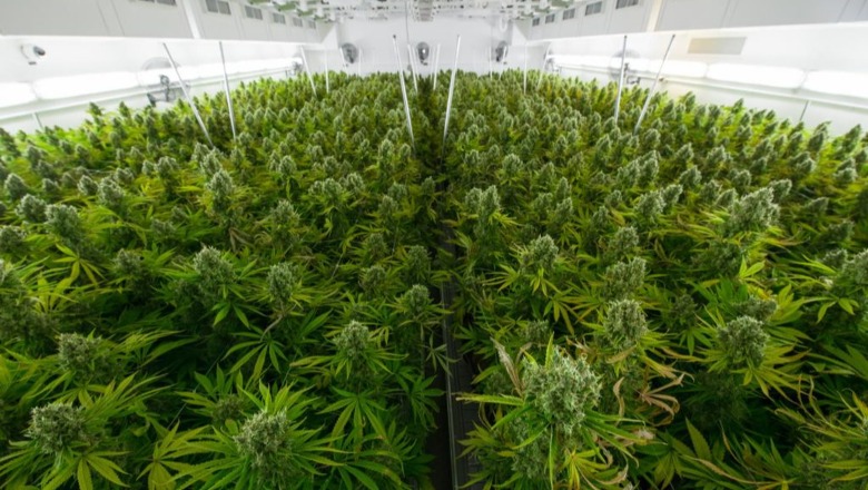 EMRAT/ Pjesë e bandave të drogës, arrestohen dy shqiptarë në Britani