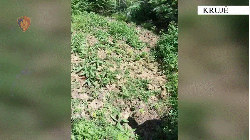 “Territor i pastër”/ Ishin mbjellë në zona të pyllëzuara, asgjësohen 700 rrënjë kanabisi (VIDEO)