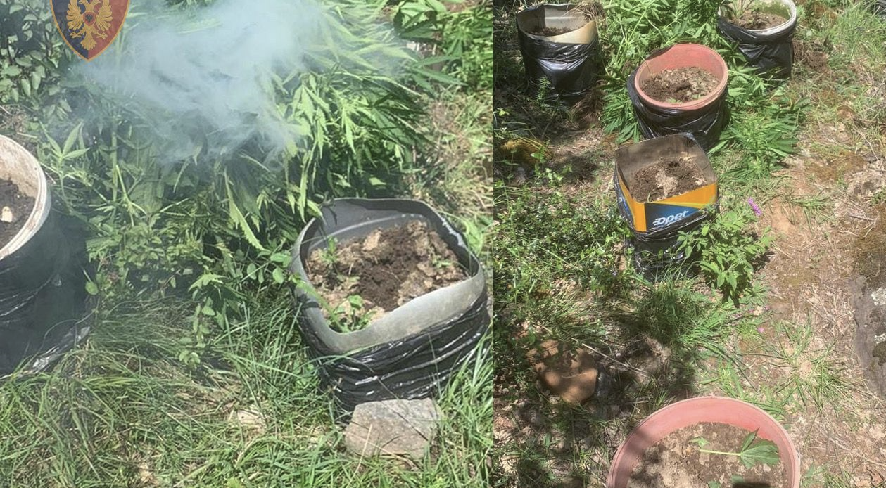 Asgjësohen 583 fidanë kanabis, shpallet në kërkim autori i dyshuar