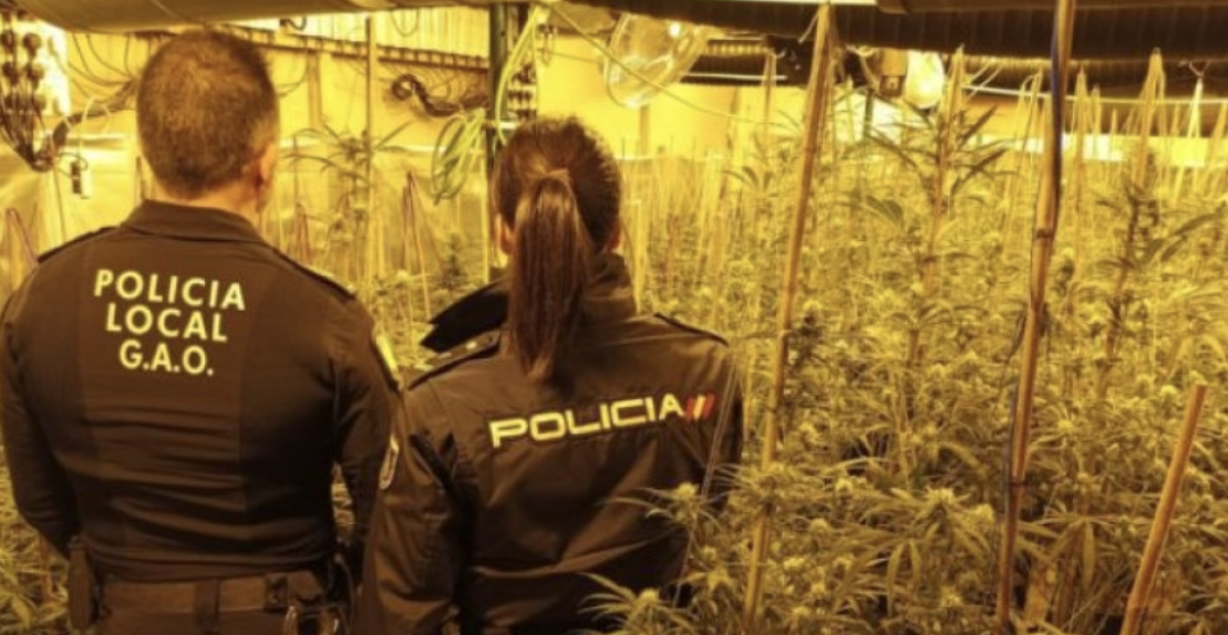 Shkatërrohet banda shqiptare e drogës, arrestohen 3 persona, sekuestrohen mbi 10 mijë rrënjë kanabis