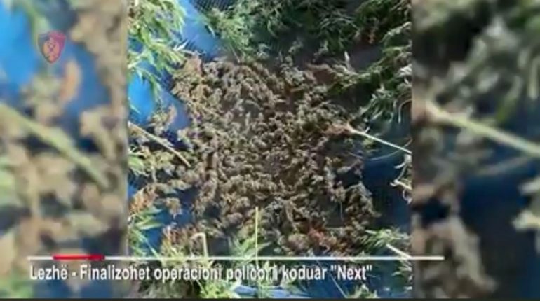 Ishte shpallur në kërkim për kultivim droge, pranga 33-vjeçarit