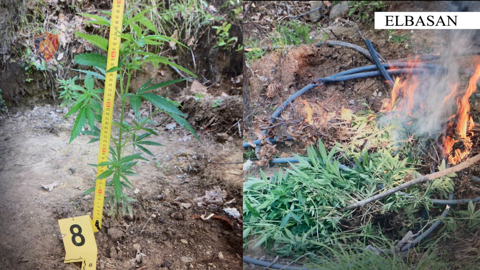 Mbi 300 policë të angazhuar dhe 9 dronë/ Operacioni kundër kultivimit të drogës në 4 qytete, asgjësohen mijëra fidanë kanabis