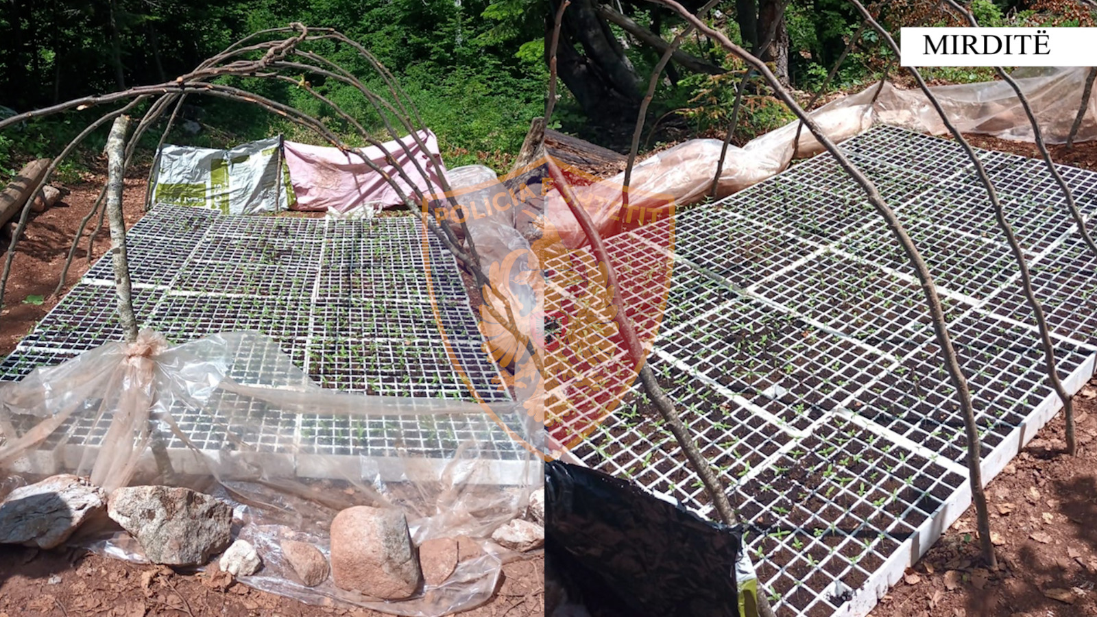 Ishin mbjellë në një zonë të pyllëzuar, asgjësohen 1664 fidanë kanabisi në, tre të arrestuar (EMRAT)