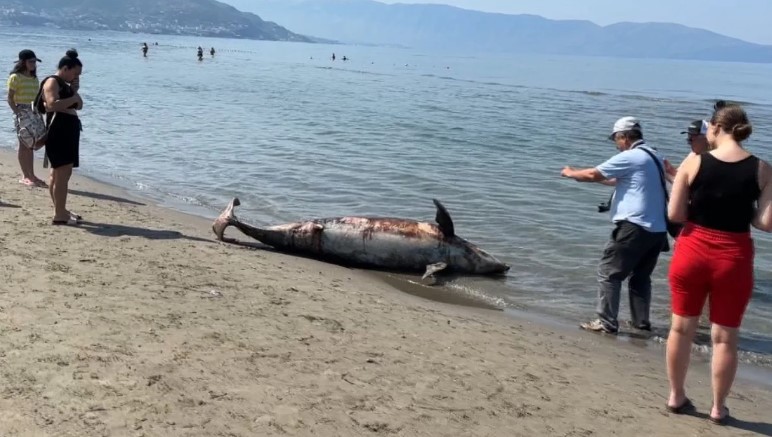 Delfini i ngordhur në breg të detit në Vlorë, specialistja: E kanë vrarë helikat e skafeve