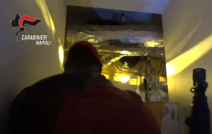 Asgjësohen mijëra rrënjë kanabis në Kalabri, arrestohen pronarët me origjinë nga Shqipëria