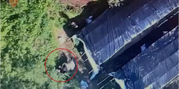 Policia zbulon serat me kanabis, 2 të arrestuar