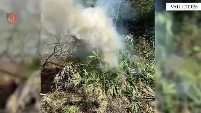 Kontrolle intensive nga toka e ajri/ Asgjësohen 841 bimë kanabisi, policia në kërkim të autorëve