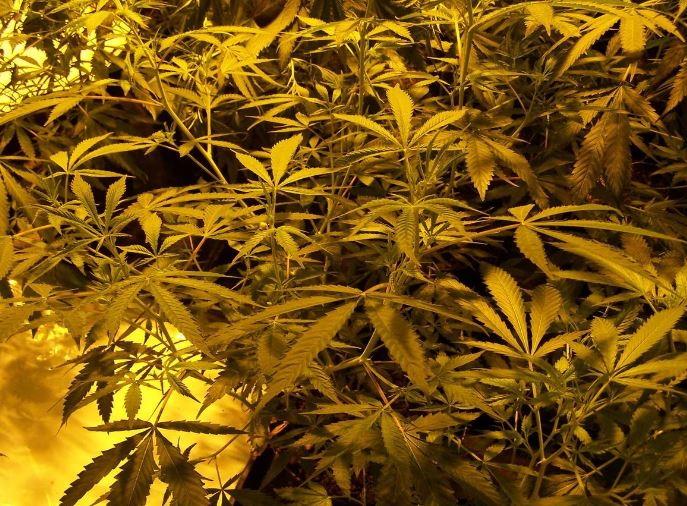 U kap duke kultivuar kanabis brenda vilës, arrestohet 18-vjeçari shqiptar në Angli (EMRI)