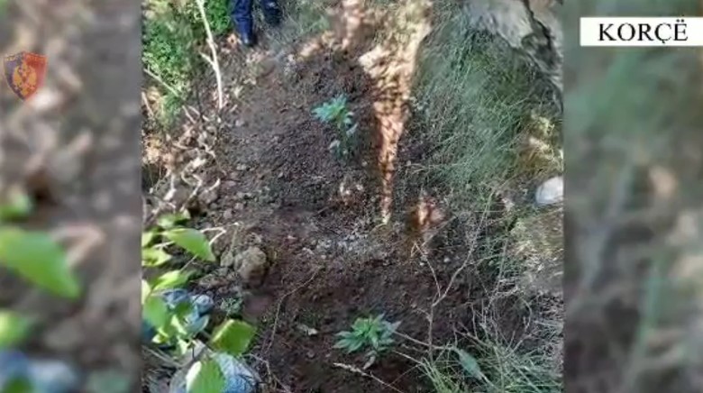 “Shtëpi bari” në Korçë, tre të arrestuar