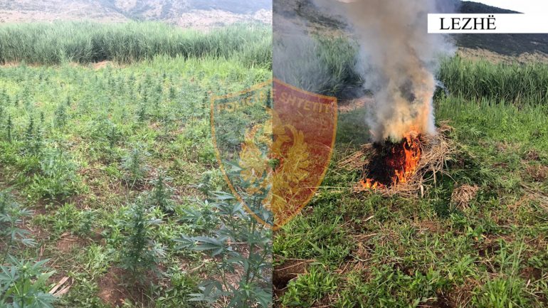 Tjetër rast kultivimi të drogës në Lezhë, asgjësohen 600 bimë kanabis