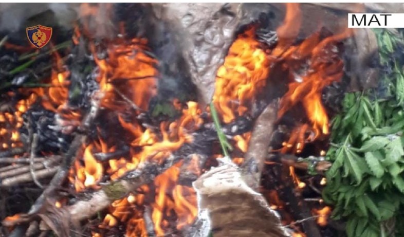 “Kreshta të pastra”/ Mbushi pyllin me kanabis, arrestohet 33-vjeçari në Mat