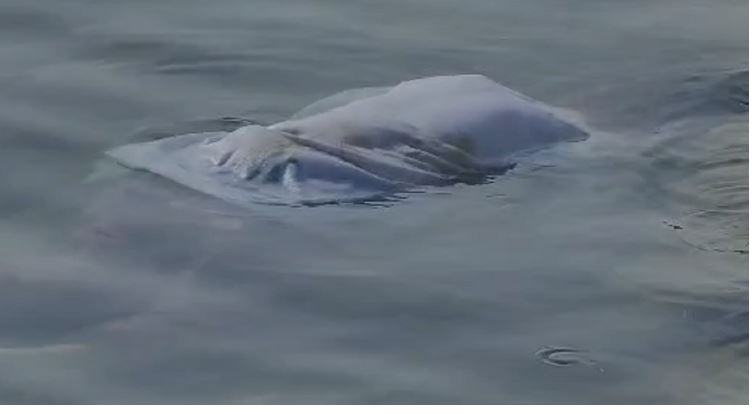 Gjendet një grua e mbytur në liqenin e Pogradecit