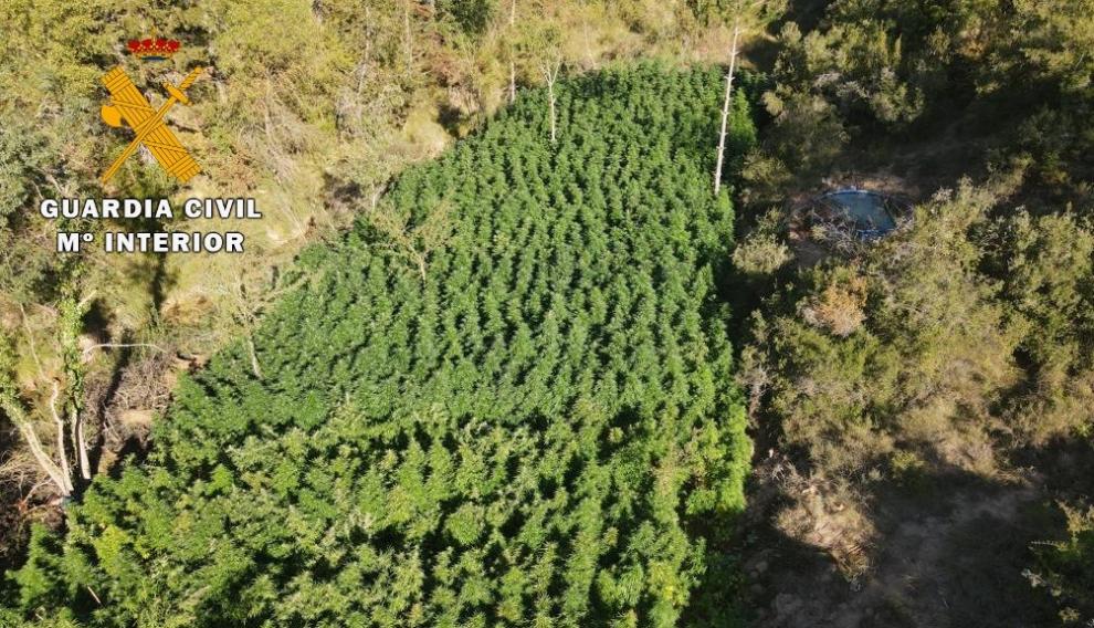 Kujdesej për kanabisin, arrestohet shqiptari në Spanjë bashkë me dy “shokë” të rrezikshëm