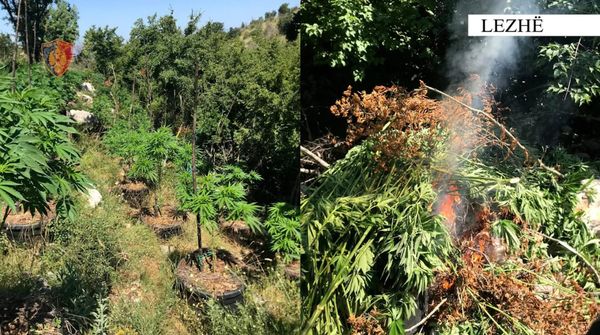 Megaoperacioni “Imazhi”/ Asgjësohen mijëra bimë kanabisi, autorët në arrati