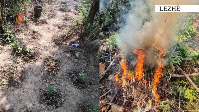 Mbolli 338 bimë kanabisi në tokën e tij, në pranga 44-vjeçari