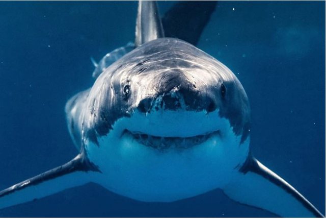 Habisin shkencëtarët për sjelljet e çuditshme të peshkaqenëve në Florida: Kanë pirë kokainë