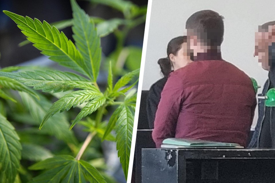 Ujiste bimët e kanabisit në këmbim të ushqimit, burg për shqiptarin në Holandë